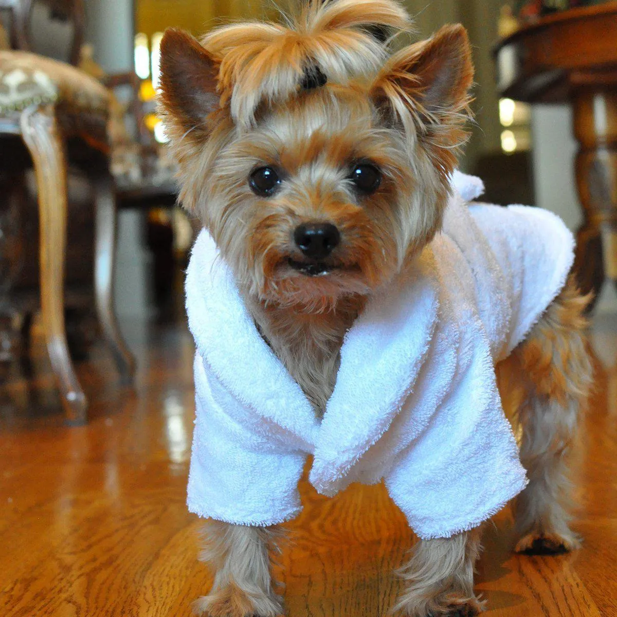 White Gold Crown Cotton Dog Bathrobe